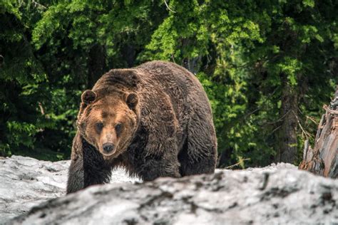 Wildlife In Jasper National Park: 13 Sightings We Experienced!