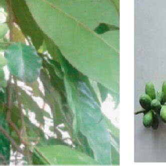 Melinjo plant (Gnetum gnemon Linn) (Bhat and Yahya, 2014) | Download Scientific Diagram