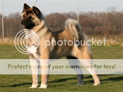 Akita Photo by latinrascals | Photobucket