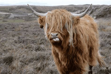 9 Popular Scottish Cow Breeds With Pictures And Facts