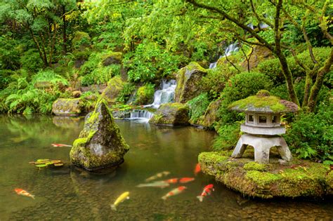 Portland Japanese Garden Pond With Koi Fish Carp Stock Photo - Download ...