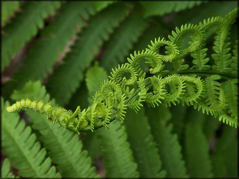 Fractal of the Week : Ferns! | The Art of Nature