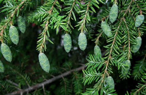 Eastern Hemlock Pine Cones (2)