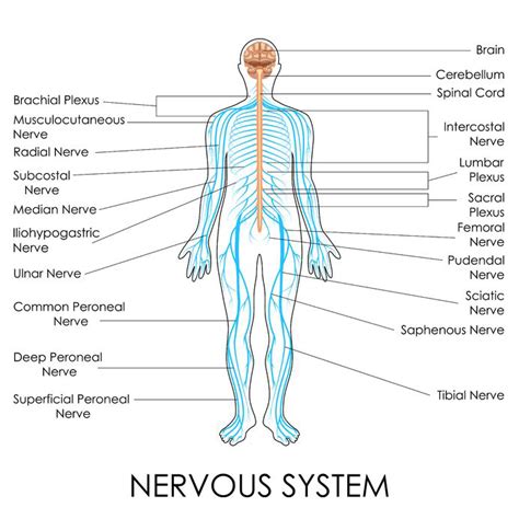 Nerve Structures of the Spine