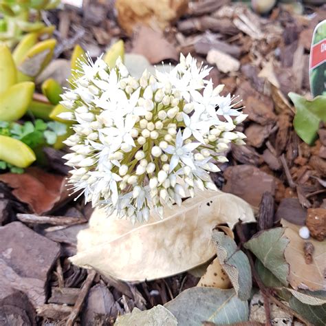 Sedum Adolphi- cutting/potted