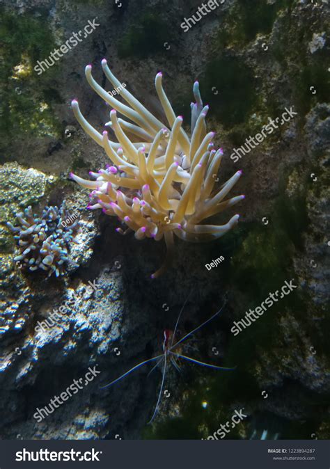 Coral Reef Diversity Organisms Stock Photo 1223894287 | Shutterstock