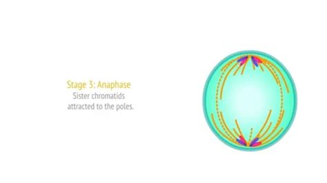 Stages Mitosis phases animation Cell div... | Stock Video | Pond5