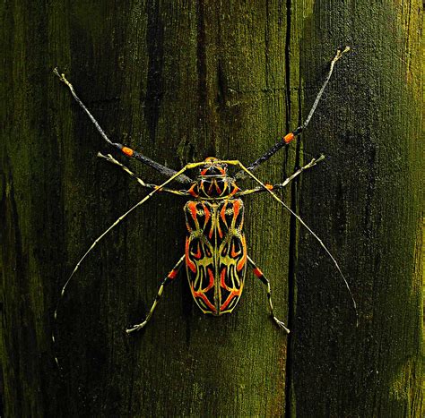 Besouro-da-figueira / Harlequin beetle (Acrocinus longiman… | Flickr