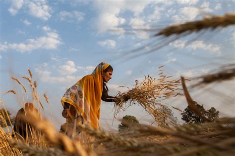 CGIAR Research Program on Wheat - CGIAR