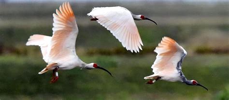 The Crested Ibis | Critter Science