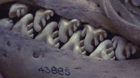 Crabeater Seals Look Like They Have Buzzsaws For Teeth | Teeth pictures, Teeth, Antarctic krill