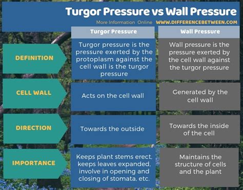 Difference Between Turgor Pressure and Wall Pressure | Compare the ...