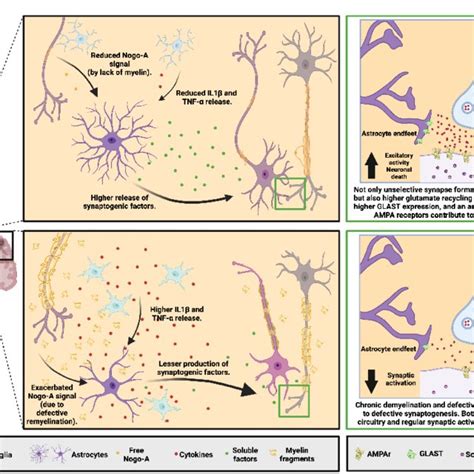 Synaptic dysfunctions mediated by Nogo-A in the MS. (Upper Panel) In ...