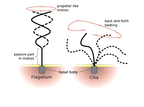 Cilia & Flagella