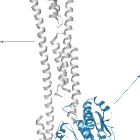 Structure-function relationships of guanylate-binding protein-1. The ...