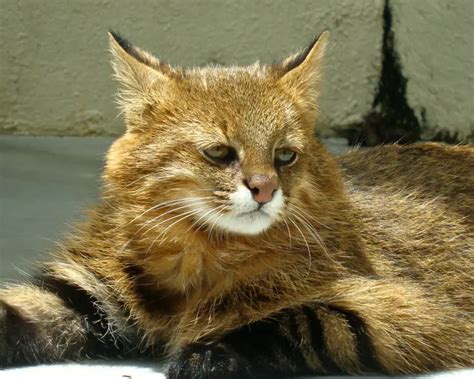 Pampas Cat - Facts, Diet, Habitat & Pictures on Animalia.bio