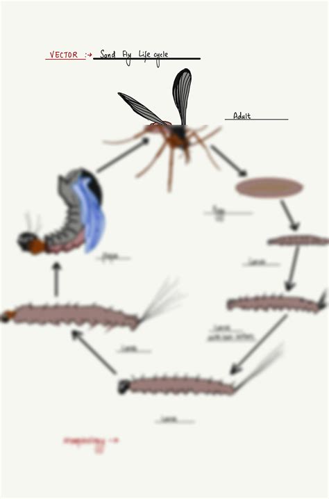 SOLUTION: Parasitology sand fly life cycle - Studypool