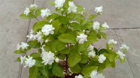 Top 6 Benefits of the Jasmine Plant