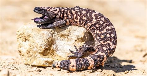 10 Incredible Gila Monster Facts - W3schools