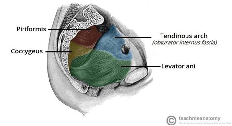 The Pelvic Floor - Structure - Function - Muscles - TeachMeAnatomy