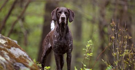 German Shorthaired Pointer - A-Z Animals