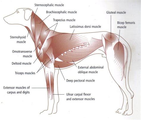 Understanding the Canine Body | Muscle anatomy, Dog anatomy, Animal medicine