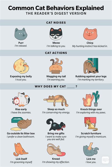 Decode Your Cat’s Behavior: 17 Cat Behaviors Explained - Phuket News