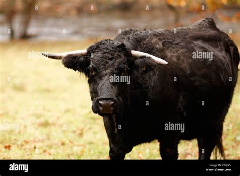 Welsh black cattle, rare breed Stock Photo - Alamy