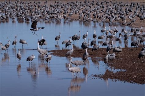 Sandhill Cranes begin annual migration to Southern Arizona marshes