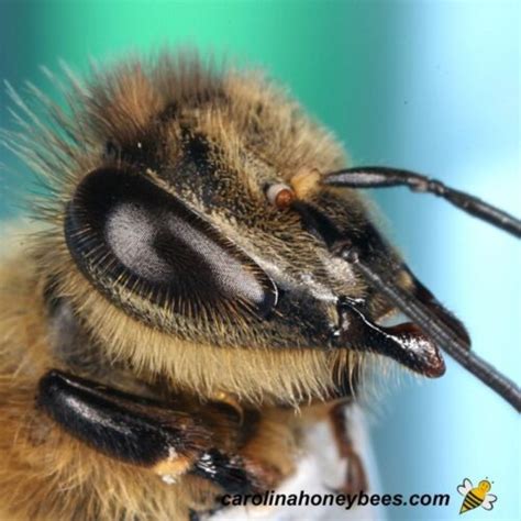 Parts of a Bee {Guide to Bee Anatomy} - Carolina Honeybees