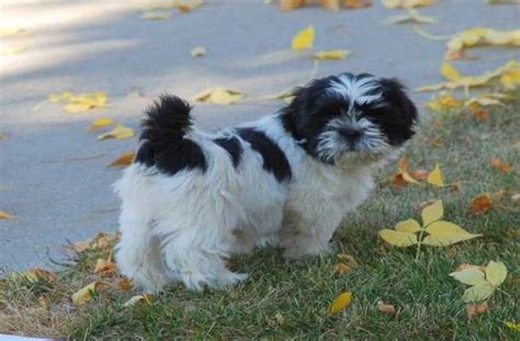 Cute Black And White Shih Tzu Puppy In A Teacup Well Actually It S | Shih tzu puppy, Shih tzu, Dogs