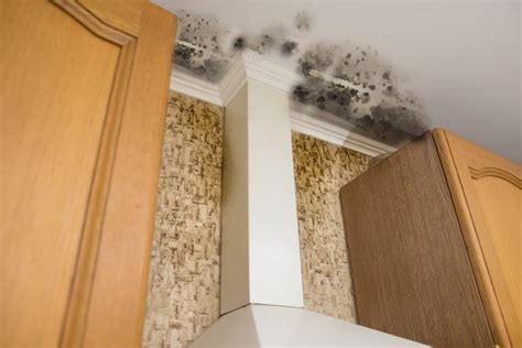 How to Remove Mold from Wood | DRS Disaster Restoration Services