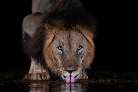 Drinking lion - Photo Wallpaper