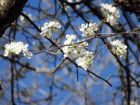 plum blossom | My Mexican Plum tree is showing its springtim… | Flickr