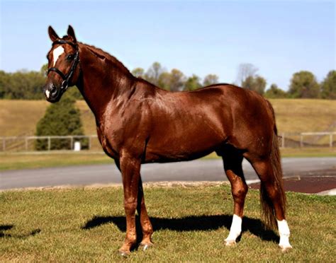 Description Hanoverian horse breed, photos