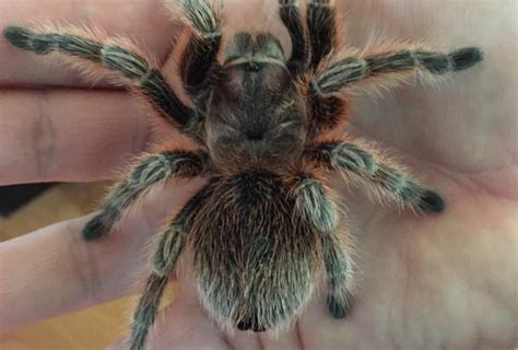 Chilean rose hair tarantula Archives - Allan's Pet Center