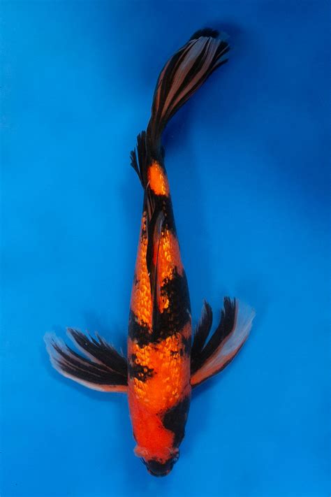 Koi Varieties – Butterfly Koi