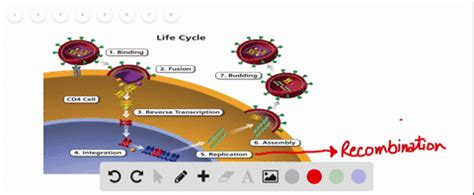 SOLVED:HIV is an RNA virus that affects CD4 cells, also known as T cells, in the human body ...