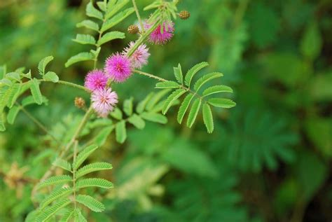 Fabaceae | Legumes, Pulses, Peas | Britannica