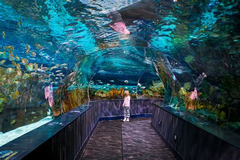 Ripley's Aquarium of the Smokies: Gatlinburg, TN | The Top 10 Family ...