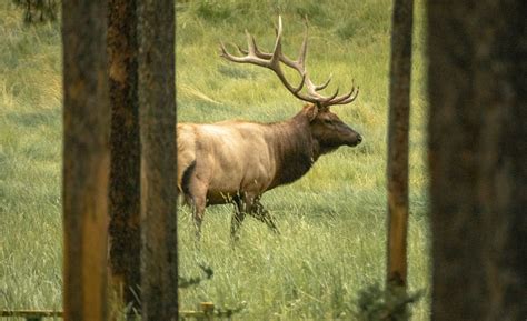 An Intro to the Wildlife of Banff National Park | Banff & Lake Louise ...