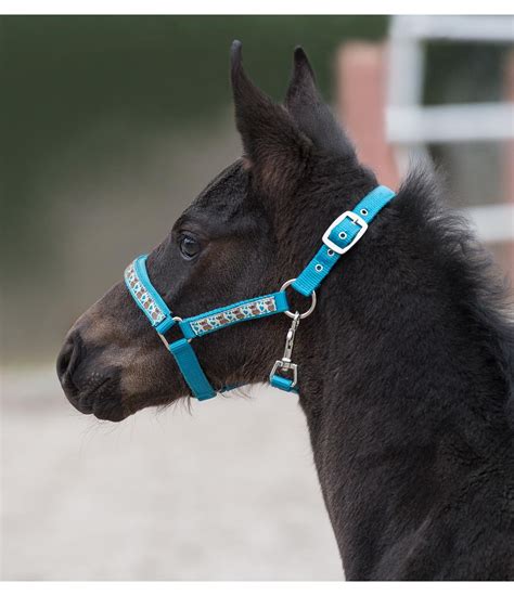 Foal Headcollar Sweet Horses - Foal & Mini Shetland Pony Headcollars ...