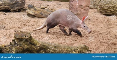 Burrowing Aardvark Animal. stock photo. Image of aardvark - 259993272