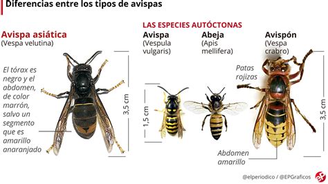 la avispa asiática descripción, características y métodos de control