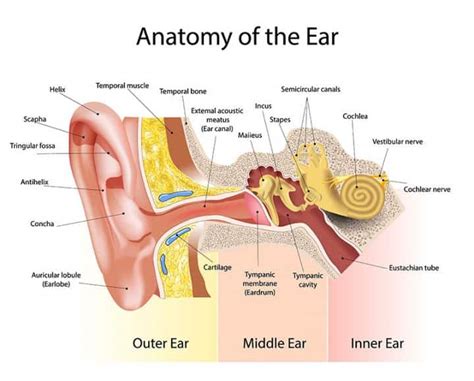 Anatomy of the Ear - AudioCardio - Sound Therapy
