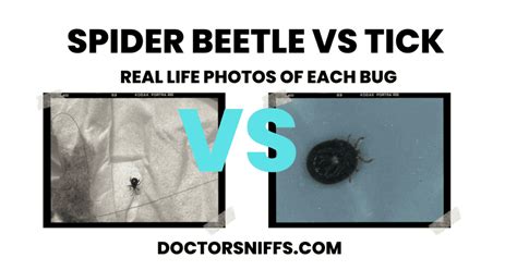 What is a Spider Beetle? and What to Do if You See One