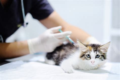 Feline Immunodeficiency Virus (FIV) | Veterinarians Gisborne | Gisborne Veterinary Clinic