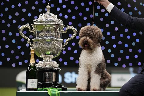 Crufts Dog Show 2023: A Ruthless Competition for Best Retriever, Poodle ...