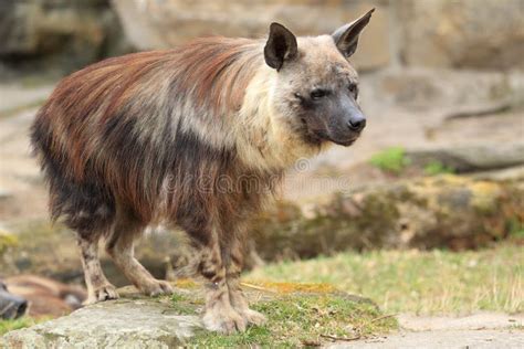 Brown hyena stock photo. Image of brown, grass, brunnea - 24005040