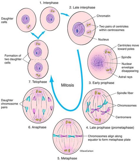 Evolution & Genetics | Carlson Stock Art | Mitosis, General biology, Evolution